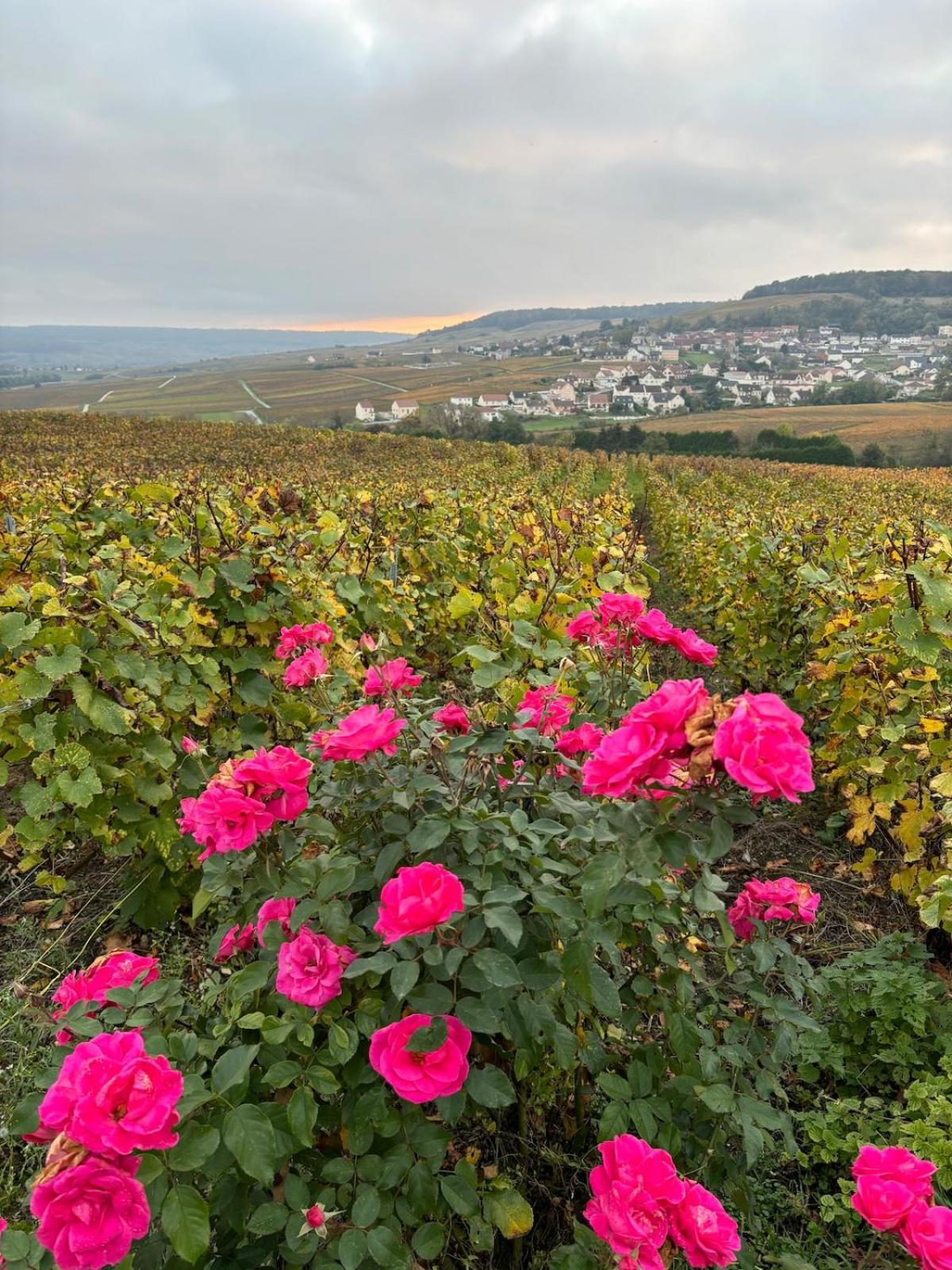La Galipette, Charmant Chalet En Champagne Fleury-la-Riviere المظهر الخارجي الصورة